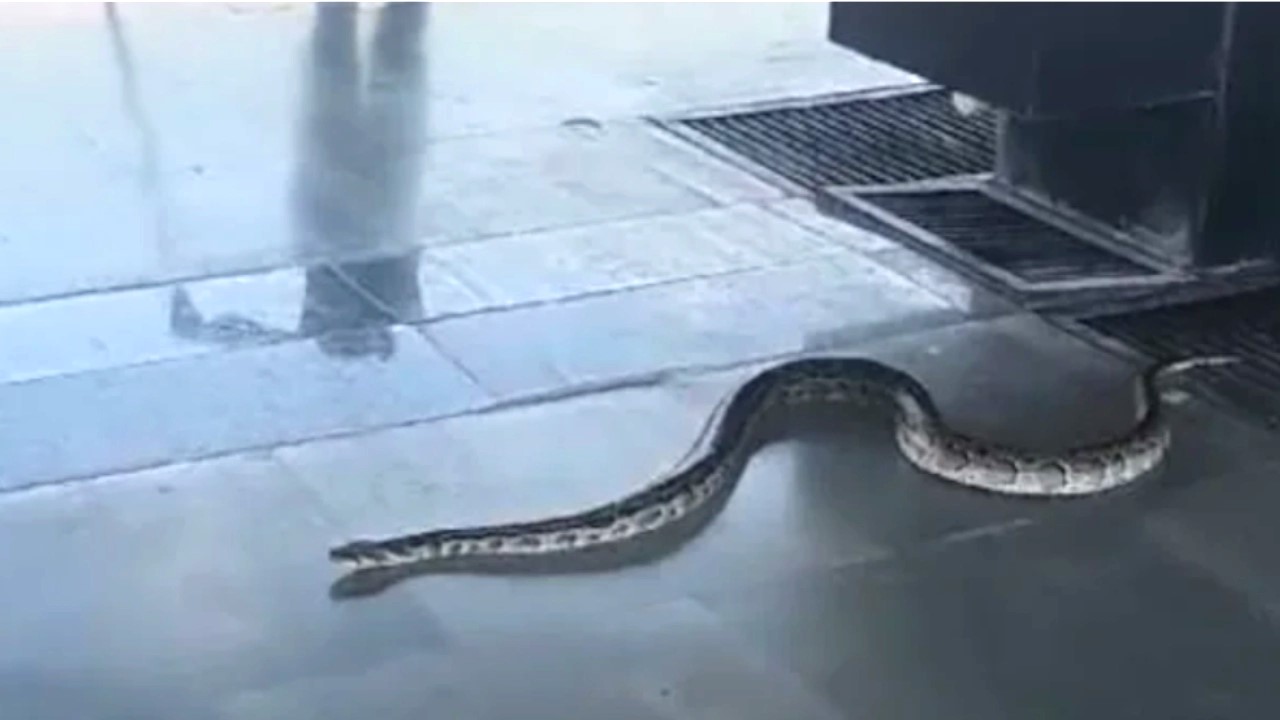 Snake sighting triggers panic at rishikesh railway station